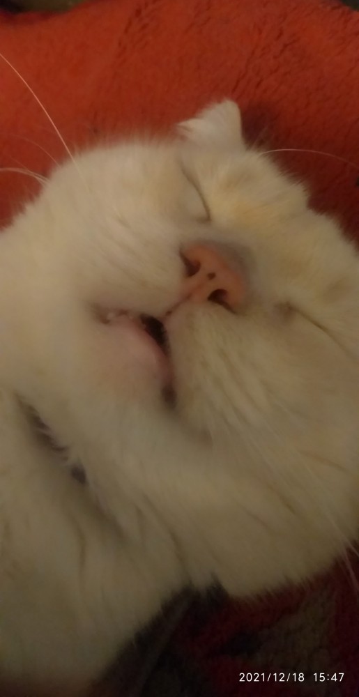 Что-то котовторник никто не начинает...
