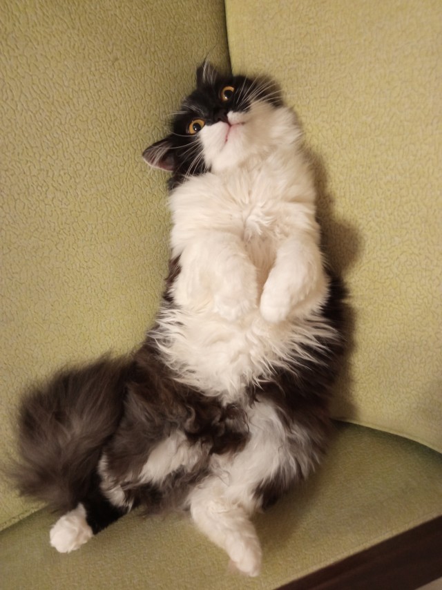 Котовторник вроде.
