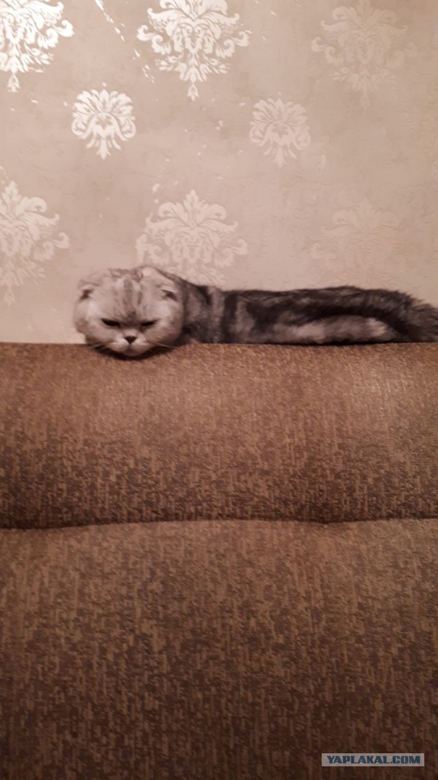 А вот и котовторник 24.05.2022