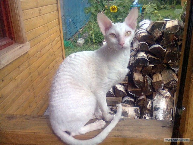 Рыбалки псто