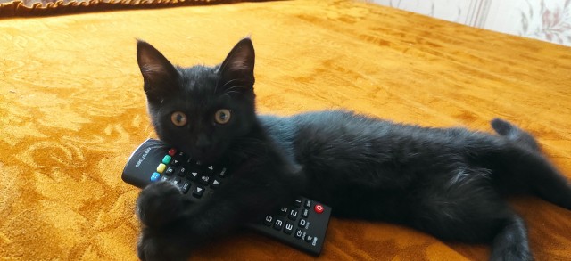 Наша коша