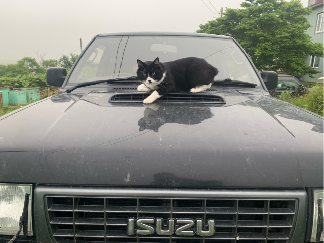 Котовторник 1.11.22