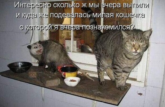 Юмор в картинках и без 10.01.2023