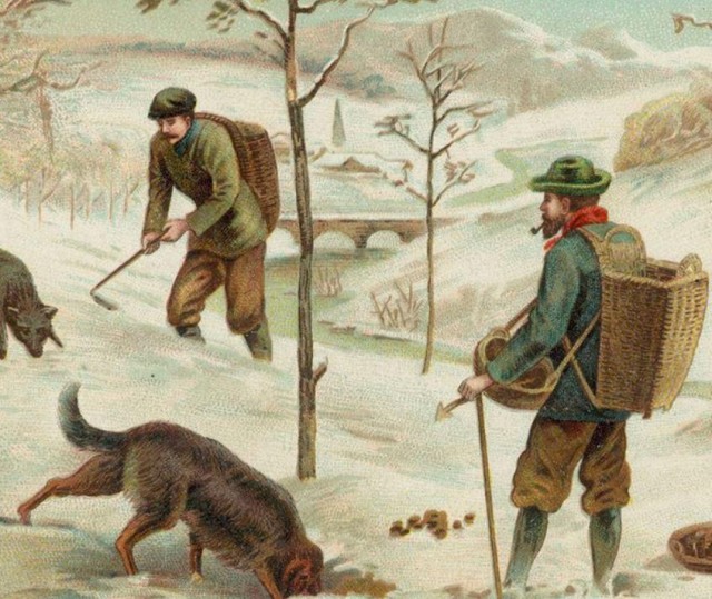 История трюфеля: как гриб, похожий на кусок грязи, стал синонимом элитной гастрономии