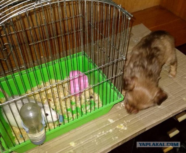 А много ли на ЯПе любителей грызунов?