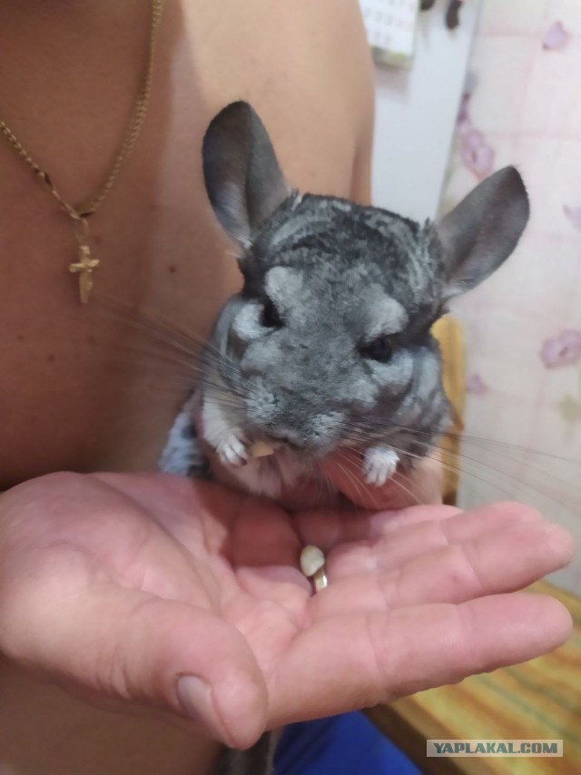А много ли на ЯПе любителей грызунов?