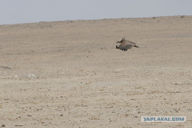 В Монголию на мотоциклах 2006