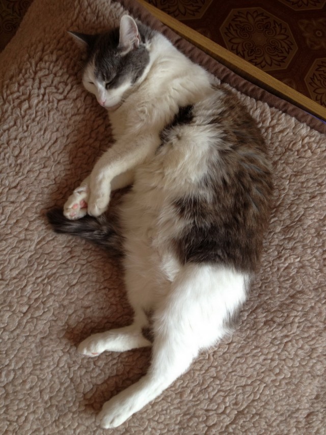 Котовторник 09.04.2013