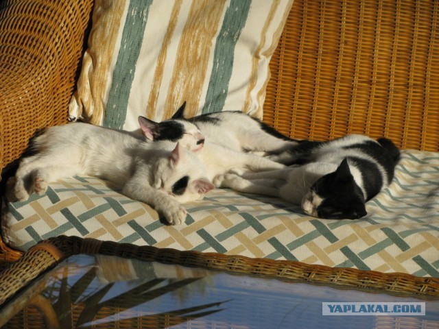 Котовторник 16.04.2013