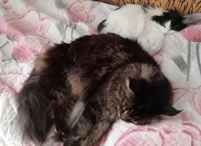 Котовторник Рыжих
