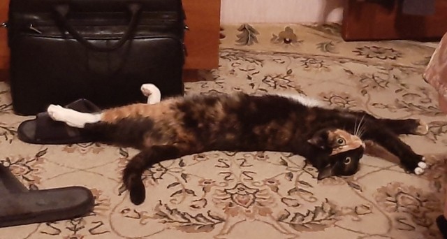 Год назад мы стали рабами (котовторник)