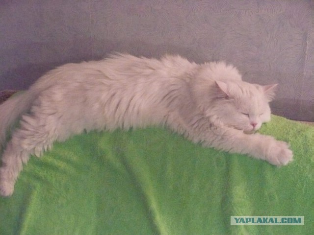 Котовторник 30.04.2013