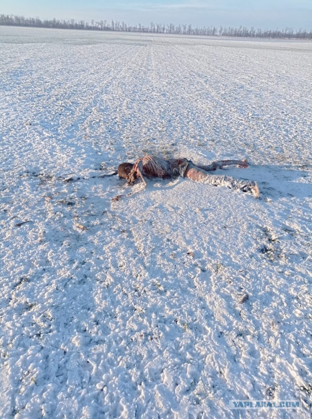 «20 тысяч рублей за волка, тысячу за лису»: под Волгоградом срочно ищут охотников на опасных хищников
