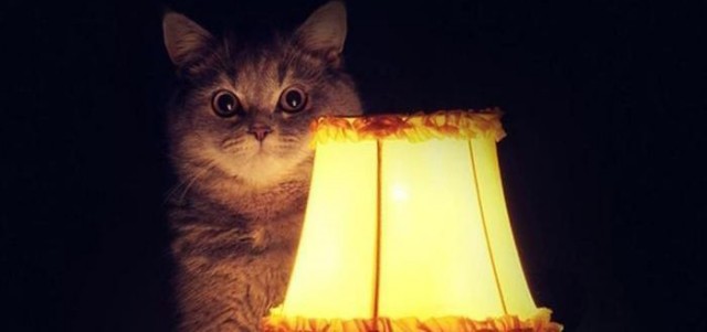 Откуда взялся кот с лампой?