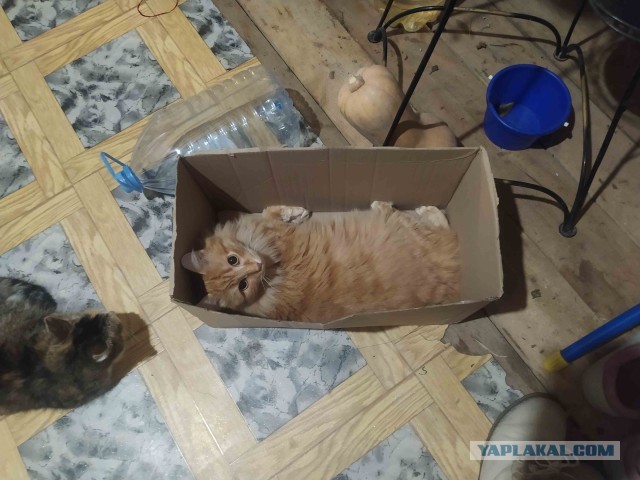 Коробочки наше фсё