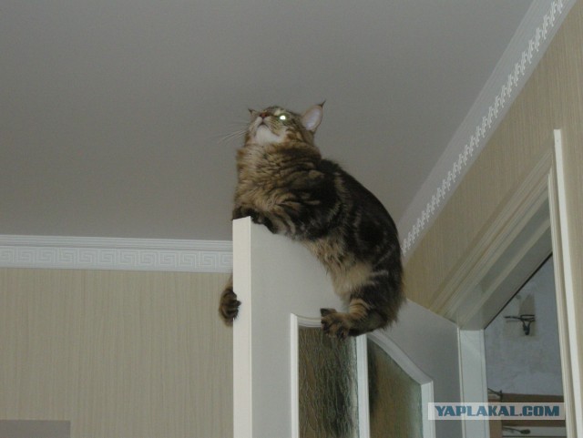 Немного о  Мейн Куне.