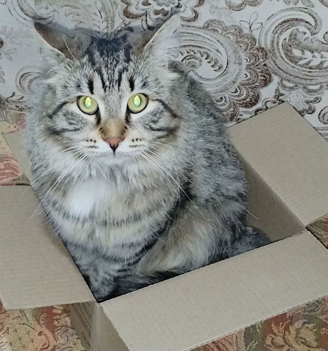 А у вас есть кот в доме?