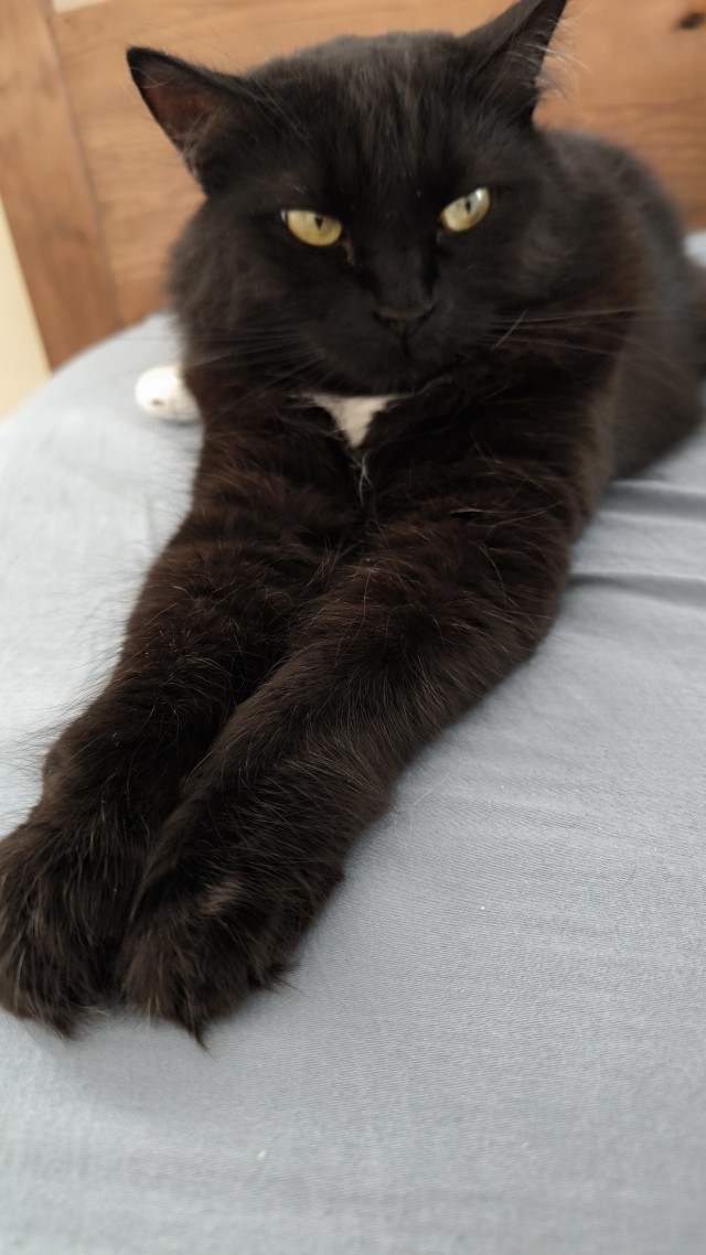 Это что, котовторник?