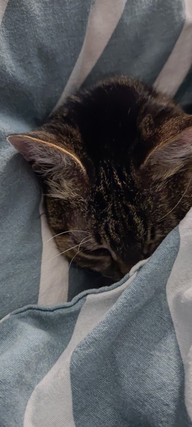 Котика вам в ленту!