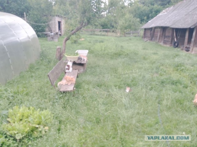 Жизнь домашнего приюта для котеек 549