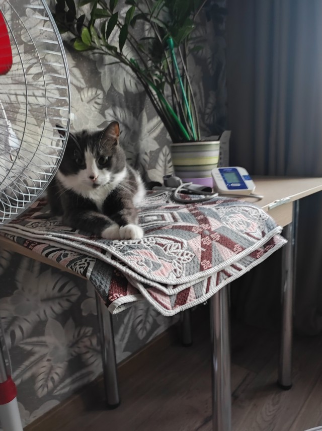 К котовторнику