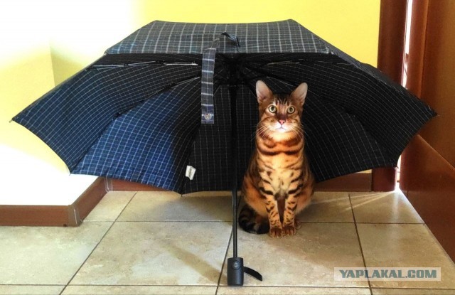 Моему коту Тому 2 года