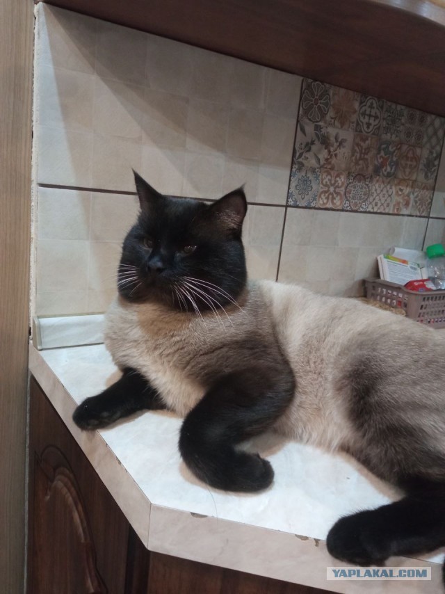 Котовторник?
