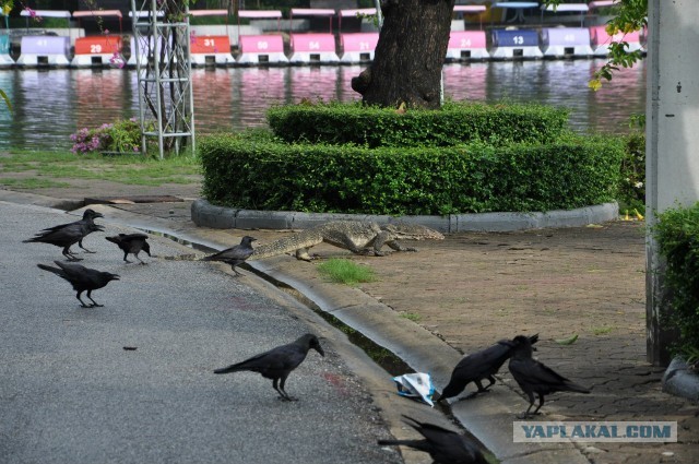 Комодский варан: Мегаящеры, способные завалить буйвола. Весь остров дрожит от их тирании