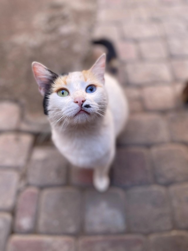 Рандомных фото котов тред