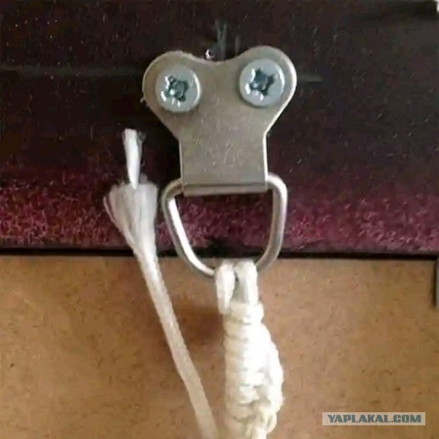 Лошадь или корова?