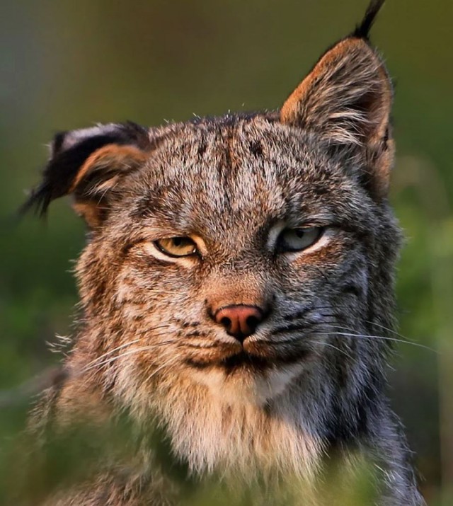 Это была рысь?⁠⁠