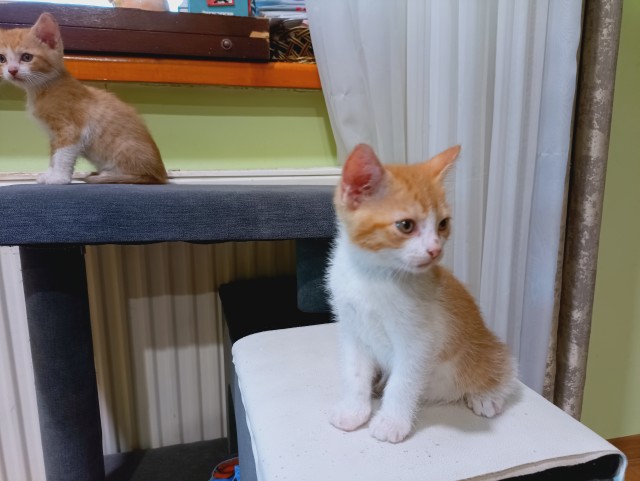 Для тех кто хочет в котовторник .
