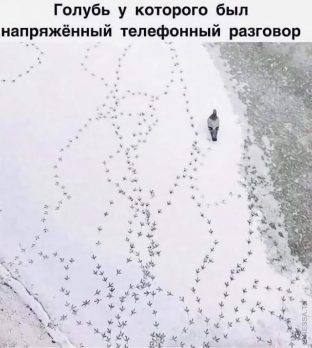 Веселые картинки в маленькую пятницу (27.05)