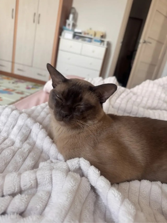 На дворе второй день лета.  Котовторник!