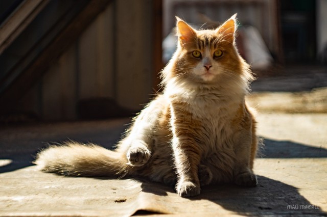 Котовторник#