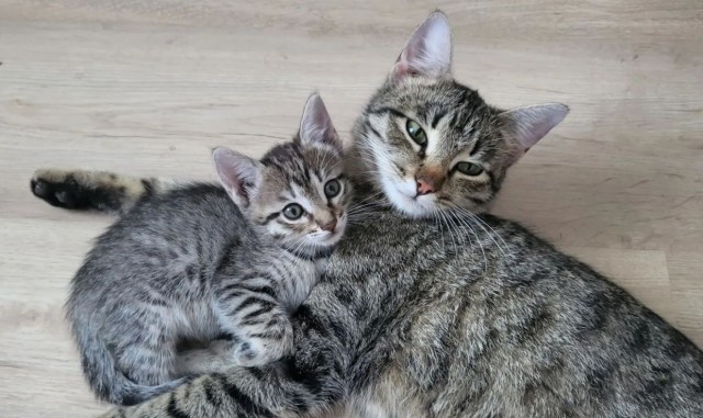 Кошка родила единственного котенка