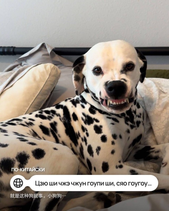 9 мемов про собачку на разных языках