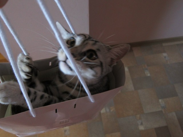 Невыразительные коты