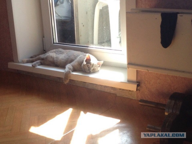 Котовторник 22.04.2014