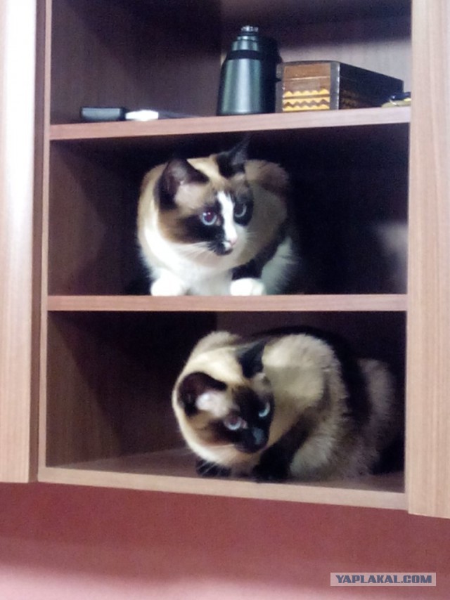 Котовторник 19.08.2014