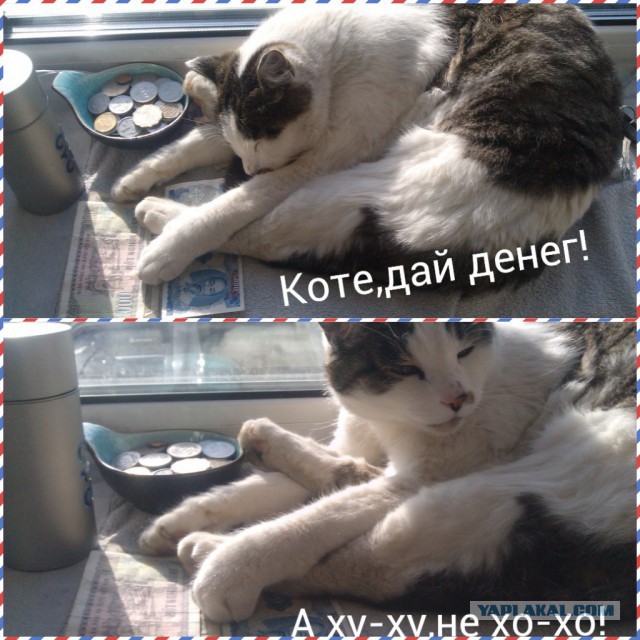 Котовторник 26.08.14.