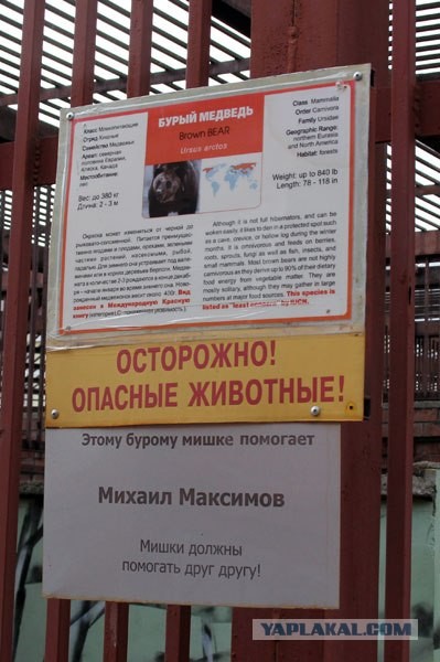 Мишки, они такие.