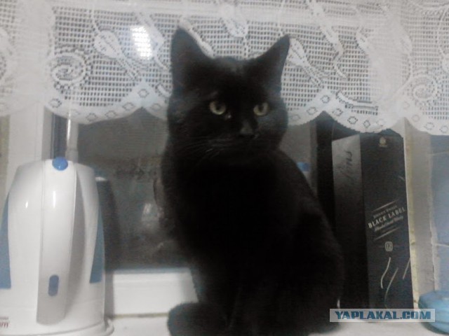 Котовторник 04.11.2014