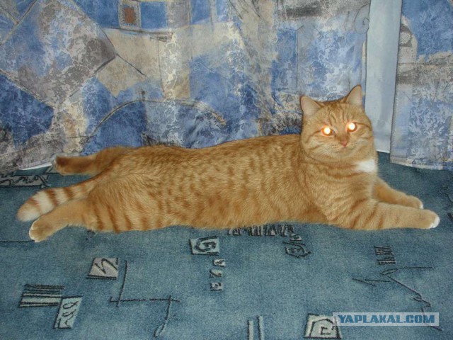 Котовторник 11.11.2014