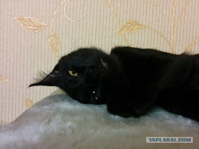 Котовторник