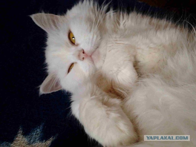 Самые популярные клички кошек и котов