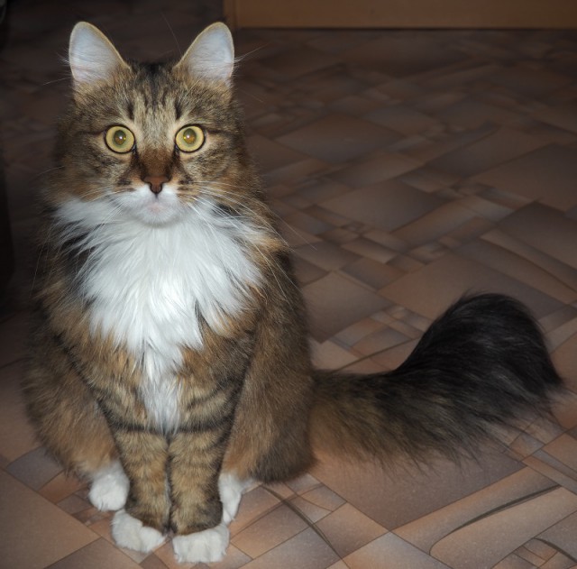 Котовторник
