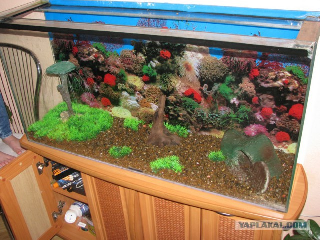 Оформляем аквариум