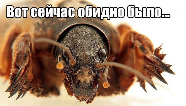 Помогите опознать жЫвотное