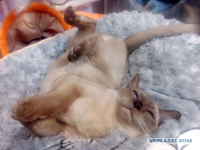 Котовторник 11.08.2015